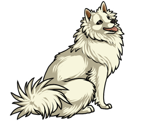 American Eskimo Dog border=