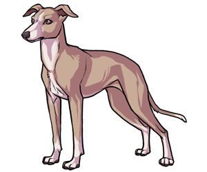 Italian Greyhound border=