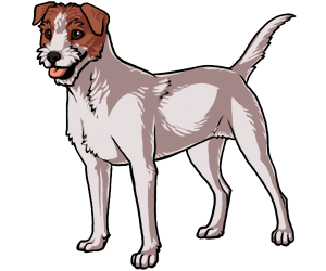 Jack Russell Terrier border=