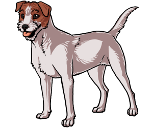 Jack Russell Terrier Jack Russell Terrier border=