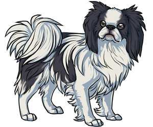 Japanese Chin border=