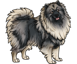 Keeshond Keeshond border=