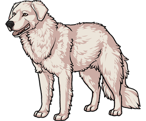 Kuvasz Kuvasz border=