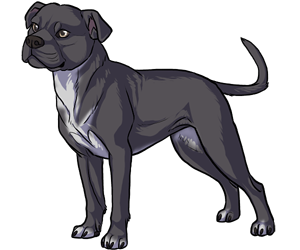 Staffordshire Bull Terrier Staffordshire Bull Terrier border=