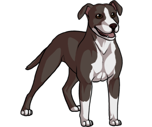 American Pit Bull Terrier American Pit Bull Terrier border=