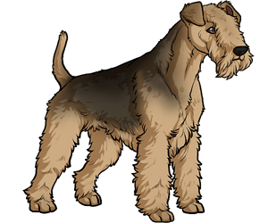 Lakeland Terrier Lakeland Terrier border=