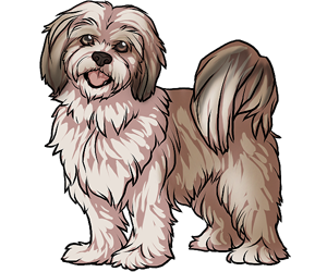 Lhasa Apso Lhasa Apso border=