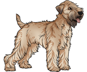 Soft Coated Wheaten Terrier border=