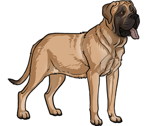 Mastiff border=