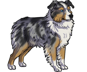 Miniature Australian Shepherd Miniature Australian Shepherd border=