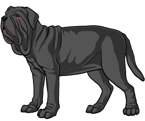 Neapolitan Mastiff border=