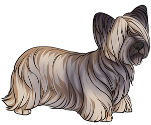 Skye Terrier Skye Terrier border=