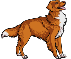 Nova Scotia Duck Tolling Retriever border=