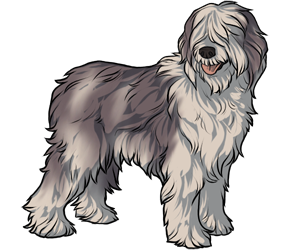 Olde English Sheepdog Olde English Sheepdog border=