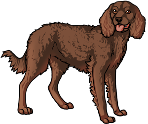 American Water Spaniel American Water Spaniel border=
