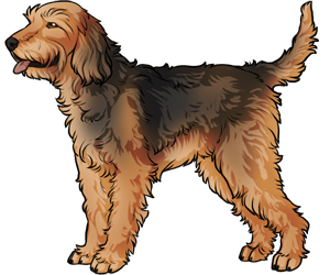 Otterhound Otterhound border=