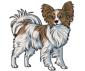Papillon Papillon border=