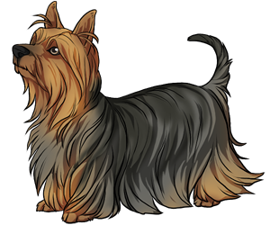Silky Terrier Silky Terrier border=