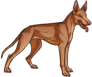 Pharaoh Hound border=