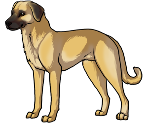 Anatolian Shepherd border=