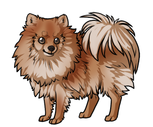 Pomeranian Pomeranian border=