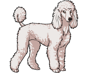 Poodle border=