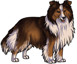 Shetland Sheepdog Shetland Sheepdog border=