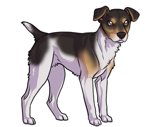 Rat Terrier border=