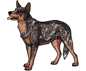 Australian Cattle Dog Australian Cattle Dog border=