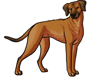 Rhodesian Ridgeback border=