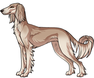 Saluki border=