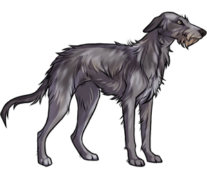 Scottish Deerhound border=