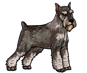 Standard Schnauzer Standard Schnauzer border=