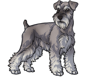 Miniature Schnauzer Miniature Schnauzer border=