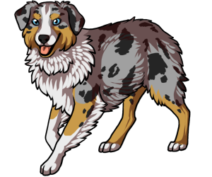 Australian Shepherd Australian Shepherd border=