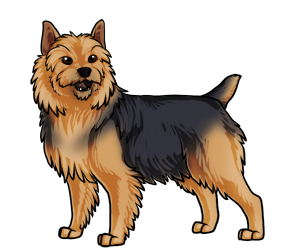 Australian Terrier Australian Terrier border=
