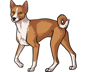 Basenji border=