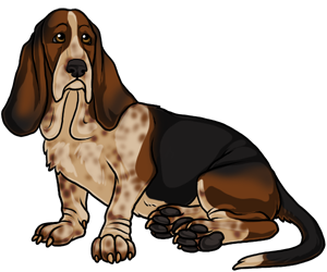 Basset Hound border=