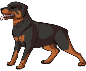 Rottweiler Rottweiler border=