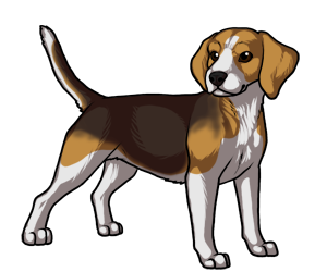 Beagle Beagle border=