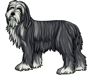 Bearded Collie border=