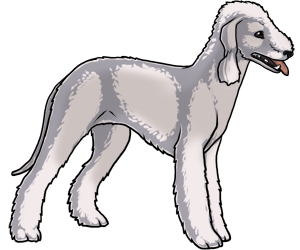 Bedlington Terrier border=