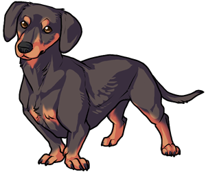 Miniature Dachsund border=