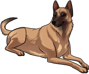 Belgian Malinois Belgian Malinois border=