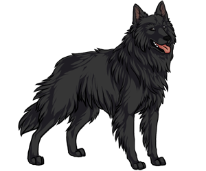 Belgian Sheepdog Belgian Sheepdog border=