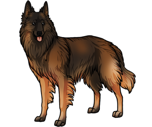 Belgian Tervuren border=