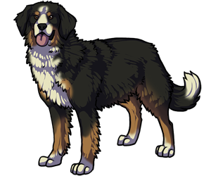 Bernese Mountain Dog Bernese Mountain Dog border=