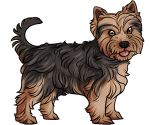 Yorkshire Terrier border=