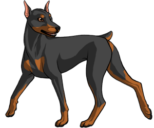 Doberman Pinscher border=