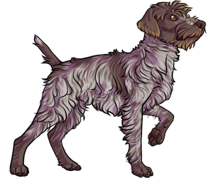 Wirehaired Pointing Griffon Wirehaired Pointing Griffon border=